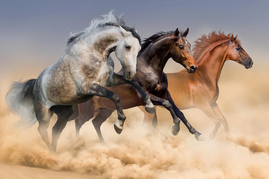 Pferdeherde in der Wüste