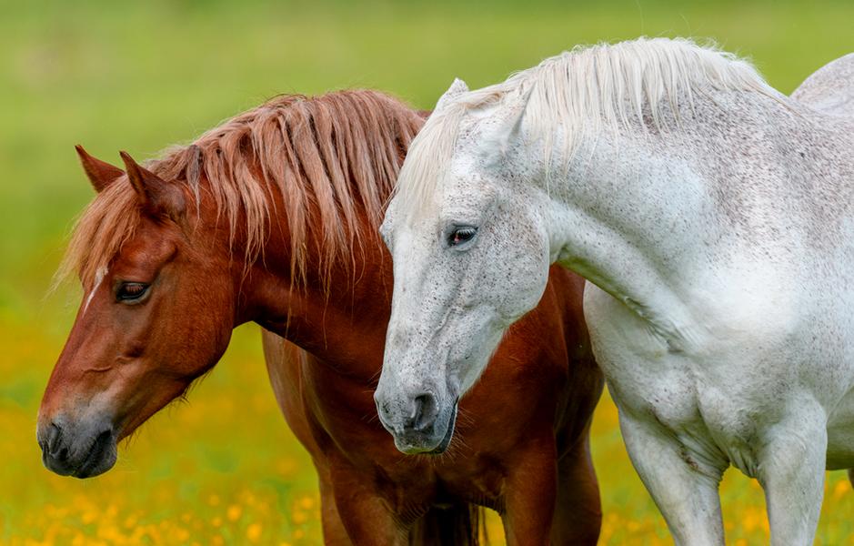 Weißes und braunes Pferd auf Blumenwiese